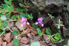Indigofera dalzellii